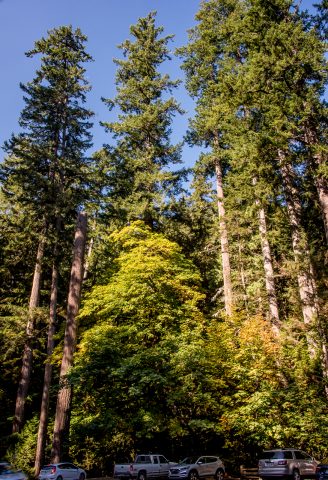 Cathedral Grove, Vancouver Island