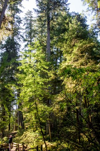 Cathedral Grove, Vancouver Island