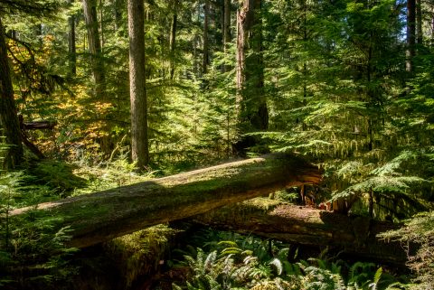 Cathedral Grove, Vancouver Island