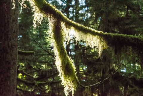 Cathedral Grove, Vancouver Island