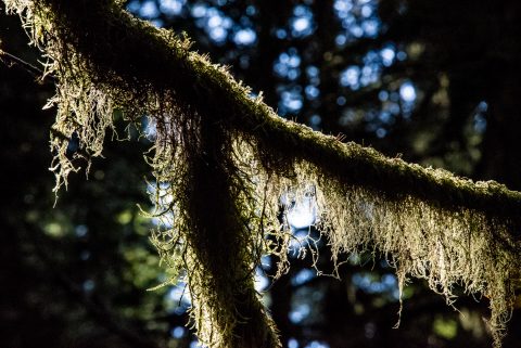 Cathedral Grove, Vancouver Island