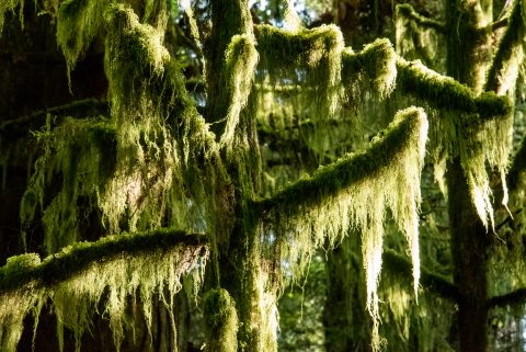Cathedral Grove, Vancouver Island
