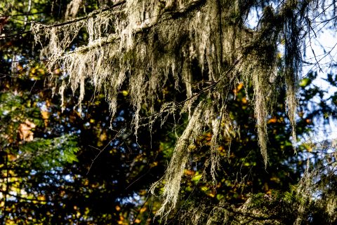 Cathedral Grove, Vancouver Island