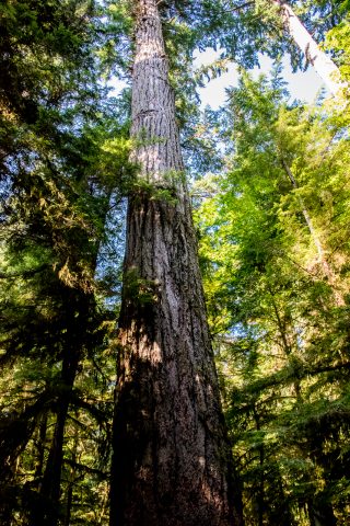 Cathedral Grove, Vancouver Island