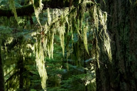 Cathedral Grove, Vancouver Island