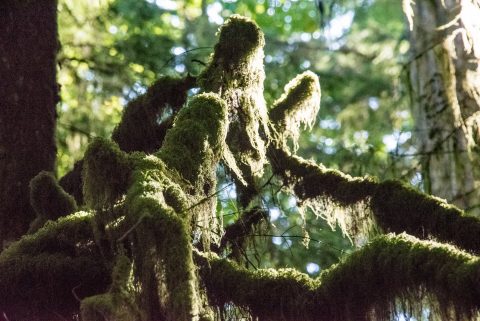 Cathedral Grove, Vancouver Island