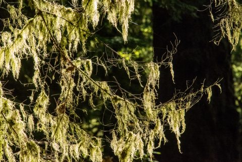Cathedral Grove, Vancouver Island