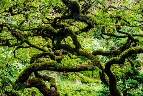 Japanense Garden, Butchart Gardens, Vancouver Island
