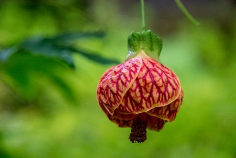 Butchart Gardens, near Victoria, Vancouver Island