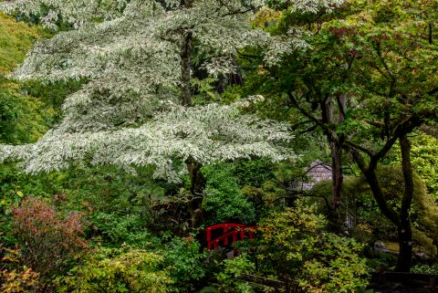 Japanense Garden, Butchart Gardens, Vancouver Island