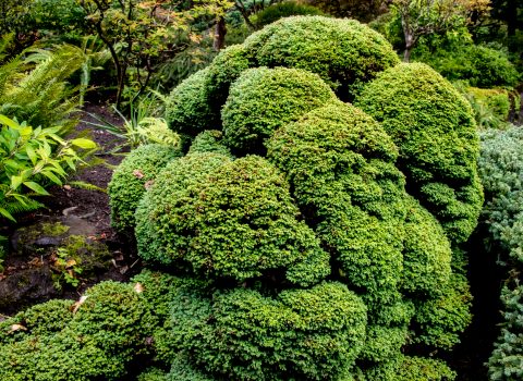 Japanense Garden, Butchart Gardens, Vancouver Island