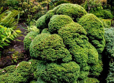 Japanense Garden, Butchart Gardens, Vancouver Island
