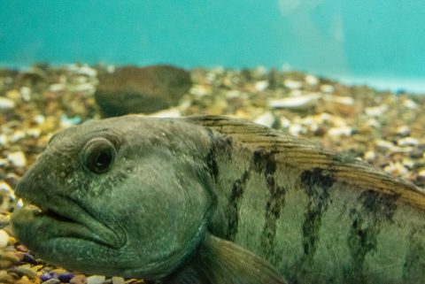 Wolf fish, Aquarium, Lunenburg, NS