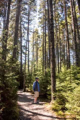 Forest, near Wolfe River,, New Brunswick