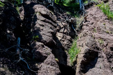 Tree roots on Hopewell Rocks. Bay of Fundy, New Brunswick