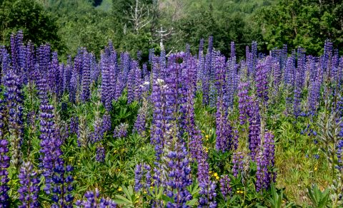 Roadside wild lupins, Ingonish Landing NS
