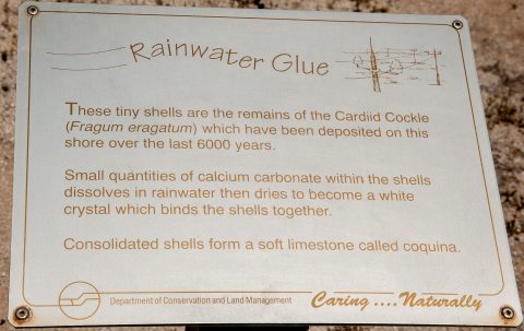 Coquina information, Hamelin Pool, WA