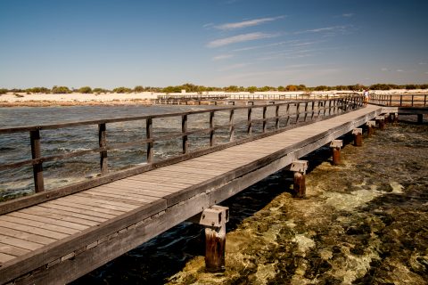 Boardwalk above stromatolites, Hamelin Pool, WA