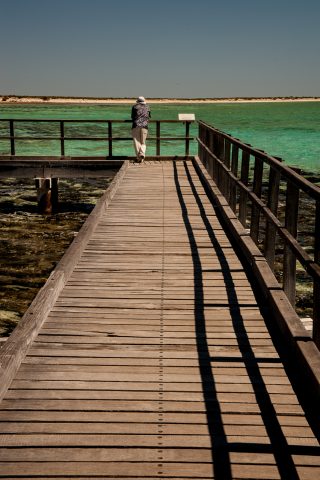 Boardwalk above stromatolites, Hamelin Pool, WA