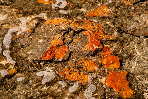 Stromatolites, Hamelin Pool, WA