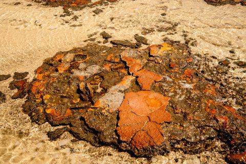 Stromatolites, Hamelin Pool, WA