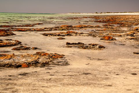 Stromatolites, Hamelin Pool, WA