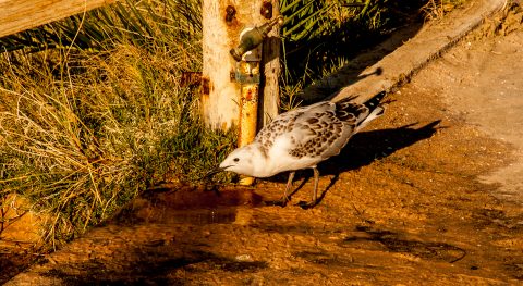 Seagul drinking, Monkey Mia, Shark Bay, WA
