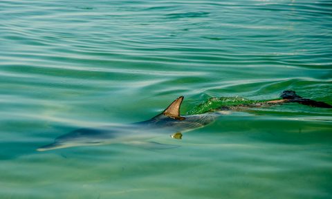 Dolphin, Monkey Mia, Shark Bay, WA
