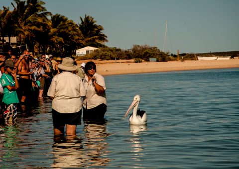 Pelican looking for food, Monkey Mia, Shark Bay, WA