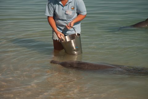 Dolphin feeding, Monkey Mia, Shark Bay, WA