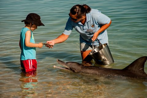 Dolphin feeding, Monkey Mia, Shark Bay, WA