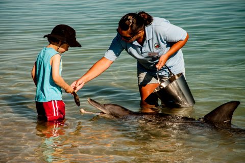 Dolphin feeding, Monkey Mia, Shark Bay, WA