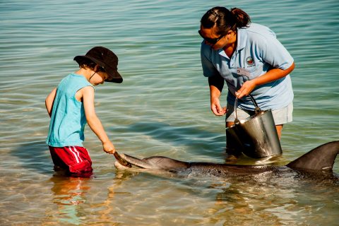 Dolphin feeding, Monkey Mia, Shark Bay, WA
