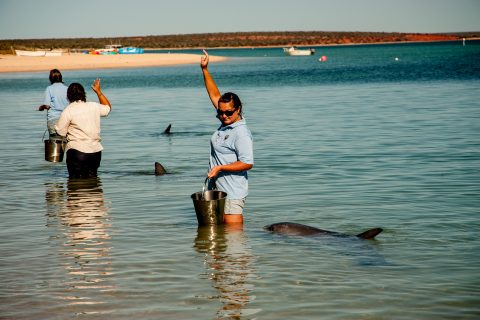 Dolphin feeding ending, Monkey Mia, Shark Bay, WA