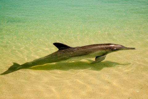 Dolphin, Monkey Mia, Shark Bay, WA