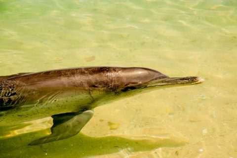 Dolphin, Monkey Mia, Shark Bay, WA
