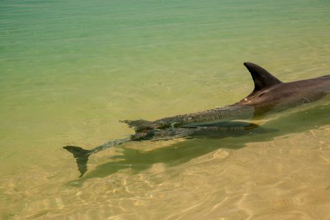 Baby dolphin, Monkey Mia, Shark Bay, WA