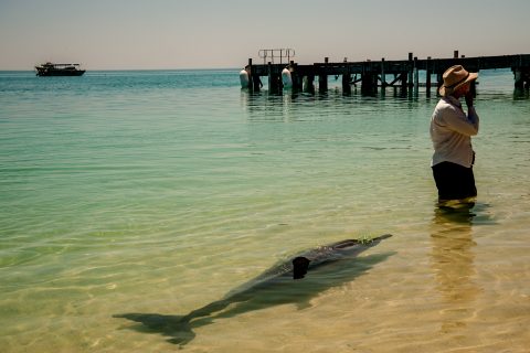 Dolphin, Monkey Mia, Shark Bay, WA
