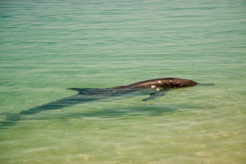Dolphin, Monkey Mia, Shark Bay, WA