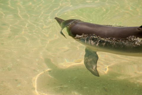Dolphin, Monkey Mia, Shark Bay, WA