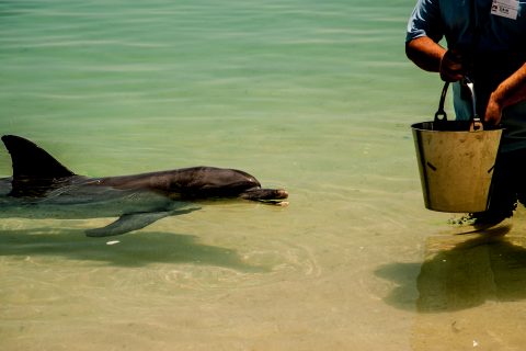Dolphin feeding, Monkey Mia, Shark Bay, WA