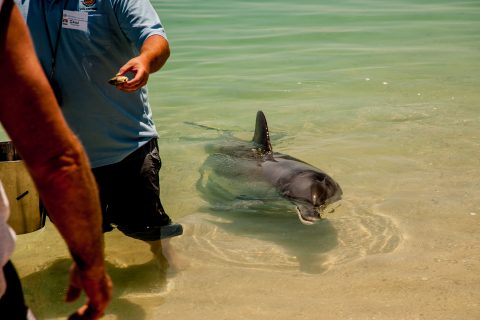 Dolphin feeding, Monkey Mia, Shark Bay, WA