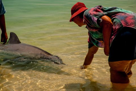 Dolphin feeding, Monkey Mia, Shark Bay, WA