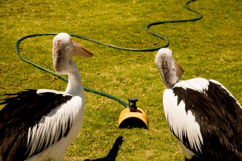 What is it? pelicans, Monkey Mia, Shark Bay, WA