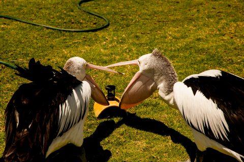 Mine! Pelicans, Monkey Mia, Shark Bay, WA