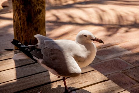 Seagull visitor, Molkey Mia. Shark Bay, WA