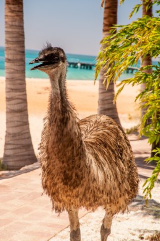 Emu, Monkey Mia, Shark Bay, WA