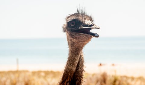 Emu, Monkey Mia, Shark Bay, WA