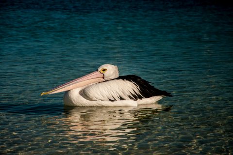 Pelican, Monkey Mia, Shark Bay, WA