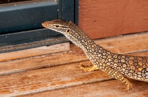 Lizard, Monky Mia, Shark Bay, WA